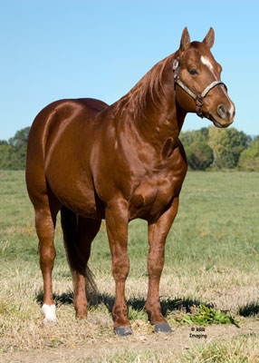 I_01_AQHA_Stallion.jpg