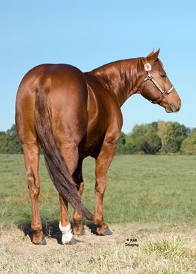 I_02_AQHA_Stallion.jpg