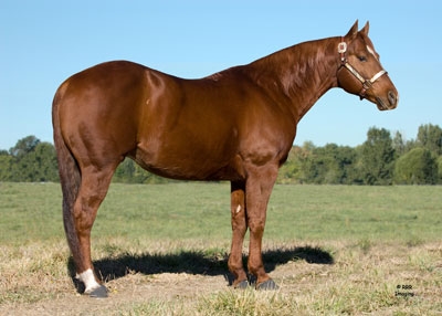 I_03_AQHA_Stallion.jpg