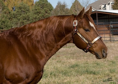 I_04_AQHA_Stallion.jpg