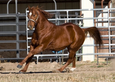 I_05_AQHA_Stallion.jpg