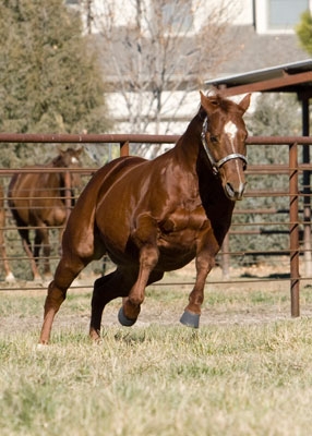 I_06_AQHA_Stallion.jpg