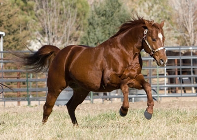 I_07_AQHA_Stallion.jpg